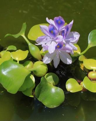 PIANTE MADRI DI GIACINTO ACQUATICO E ALTRE PIANTE 