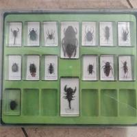 collezione di insetti 