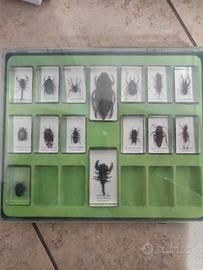 collezione di insetti 