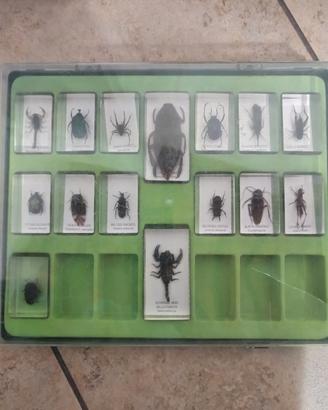 collezione di insetti 