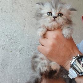 Cuccioli gatto persiano