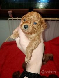 Barboncini toy rossi