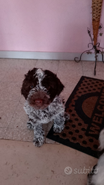 Lagotto femmina