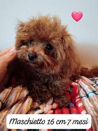 Barboncino minitoy 8 mesi red