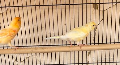 Animali