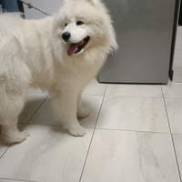 Cane samoiedo