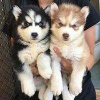 Husky malamute