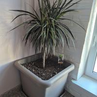 Pianta dracaena