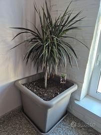Pianta dracaena