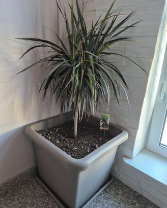 Pianta dracaena