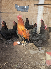 Piccioni texani e galline marans