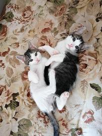 gattini
