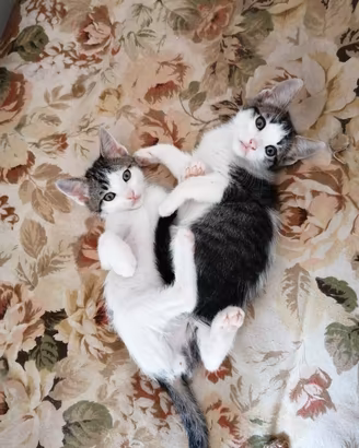 gattini