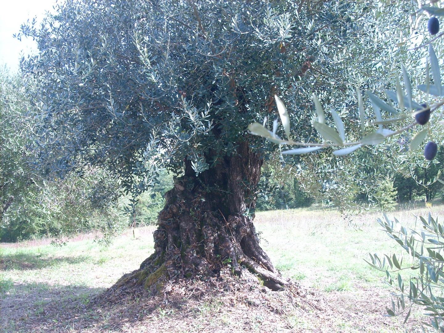 Terreno con oliveto - Vista 2