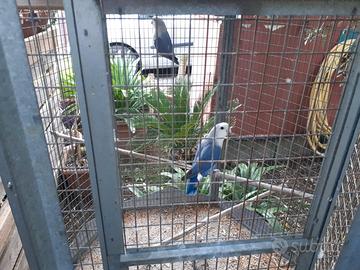 Coppia di inseparabili