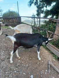 Capra capretta e becchetti frisa