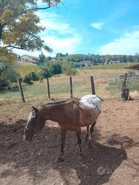  cavallo appalosa anni 16 