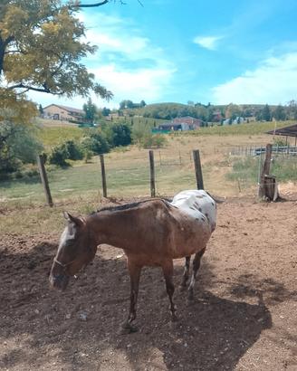  cavallo appalosa anni 16 