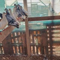 Conigli - calopsiti - inseparabili - colombe