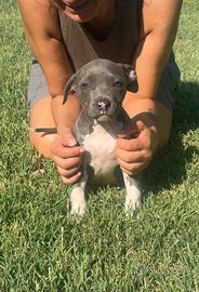 Cucciola di Amstaff Blue