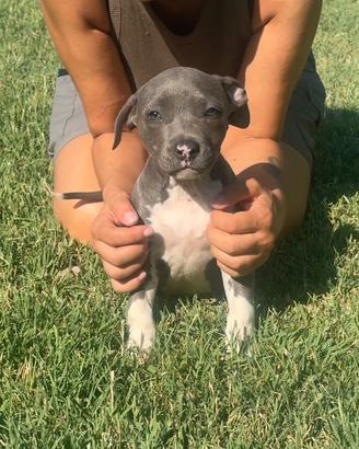 Cucciola di Amstaff Blue