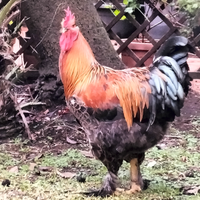 Ibrido di gallo brahma 6 mesi