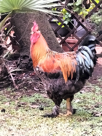 Ibrido di gallo brahma 6 mesi