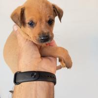 Cuccioli piccola taglia
