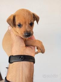 Cuccioli piccola taglia