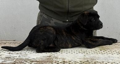 Cane corso