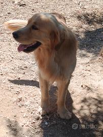 Golden retriever