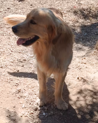 Golden retriever