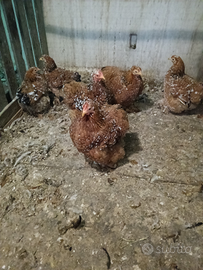 Gallina cocincina nana