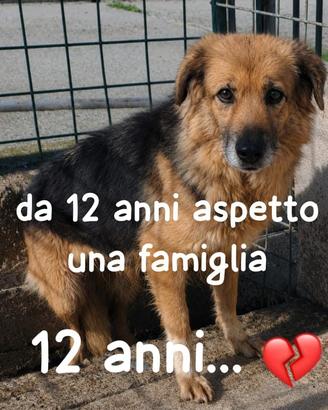 Dana 12 anni simil pastore tedesco