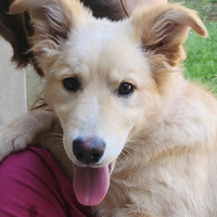 Adozione cagnolina tg media,Caserta