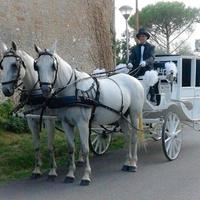 Pariglia lipizzani femmine