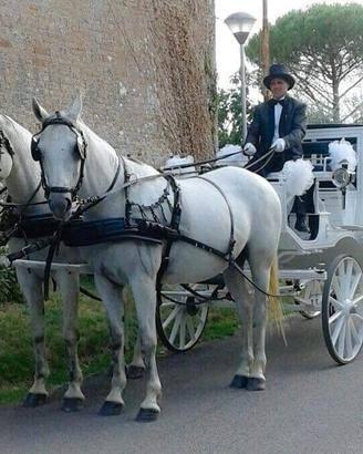 Pariglia lipizzani femmine