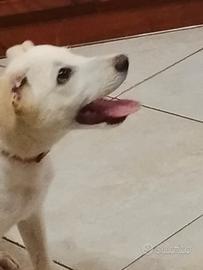 cane meticcio 