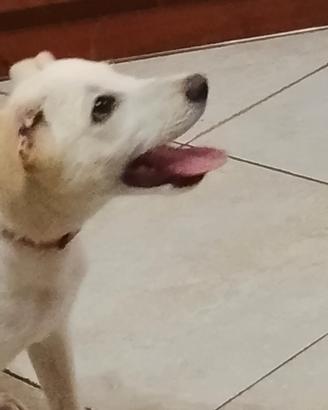 cane meticcio 
