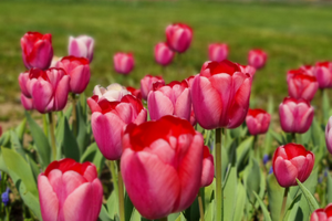 Ricerco Bilocale lido di jesolo