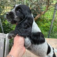 Cuccioli Cocker