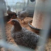 Pulcini Razza Amrock