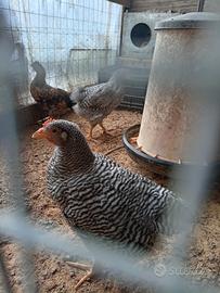 Pulcini Razza Amrock