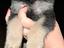 Immagine 6
