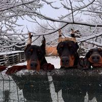 Dobermann ENCI FCI NERO TAN