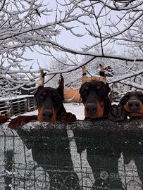 Dobermann ENCI FCI NERO TAN