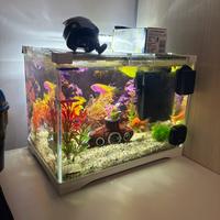 Acquario in vetro 10 litri + Coperchio con disegno