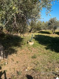 Terreno impianto ulivi
