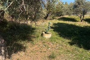 Terreno impianto ulivi