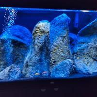Acquario Rio 350 Juwel led